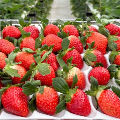 [미각농수산] 산지직송 설향 딸기