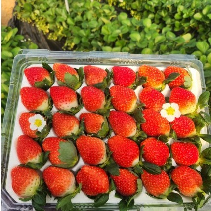 [달곰이 딸기] 산지직송 설향 생딸기 