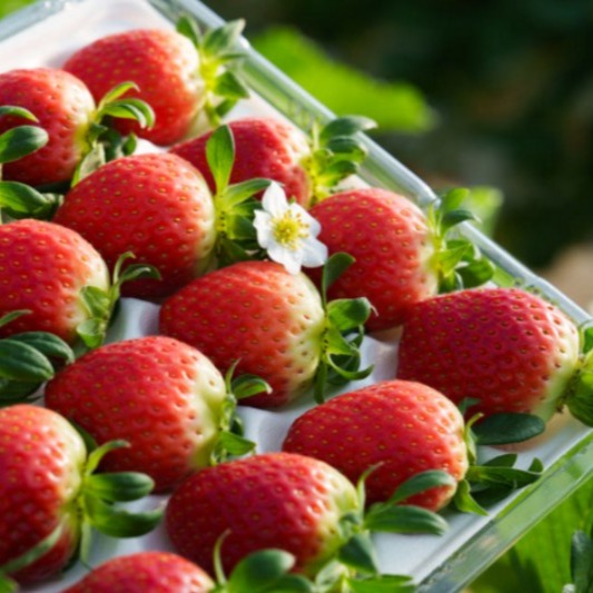 [부자되는길] 논살 설향생딸기