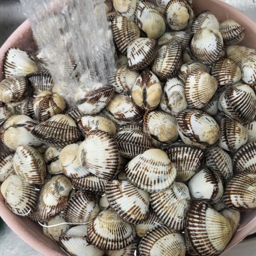 [자매꼬막] 국내산 꼬막