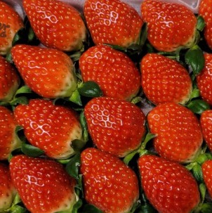 [청광농수산] 프리미엄 설향 딸기