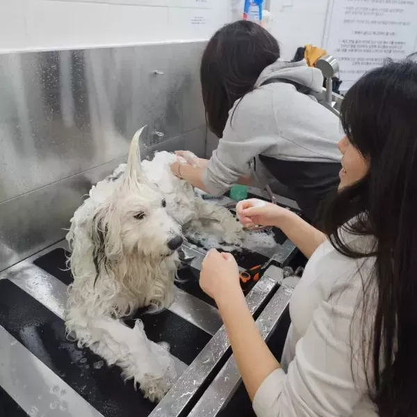 [경기 고양][페이백] 올도그베이싱중대형견셀프목욕실