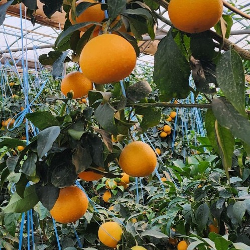 [제주삼춘장터] 황금향 