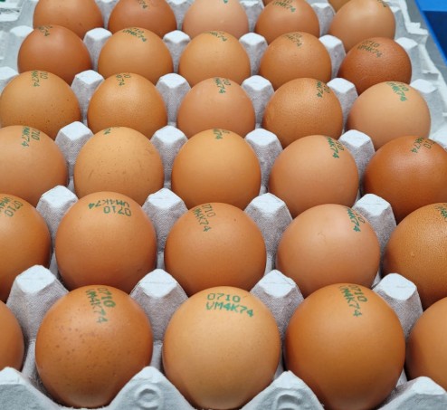 [진주시장] 무항생제 계란