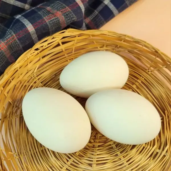 [구매평][낭만기러기] 거위기력란 3구