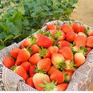 [후크 마켓] 프리미엄 고당도 설향딸기