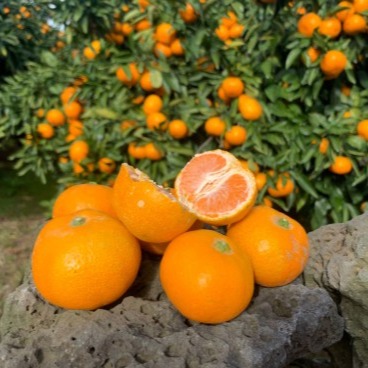 [동틀마켓] 제주 동틀 감귤