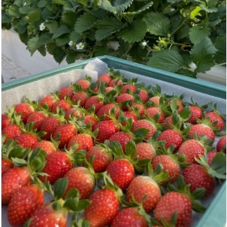 [오플룻트] 산지직송 설향 딸기