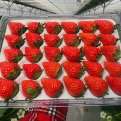 [꽃별딸기] 고당도 프리미엄 선물용 설향딸기