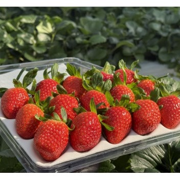 [꽉찬딸기] 당일수확 꽉찬딸기 프리미엄 설향 생딸기