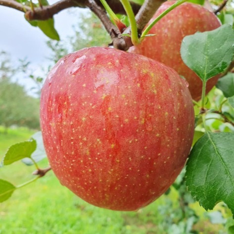 [문경별빛농장.] 문경부사