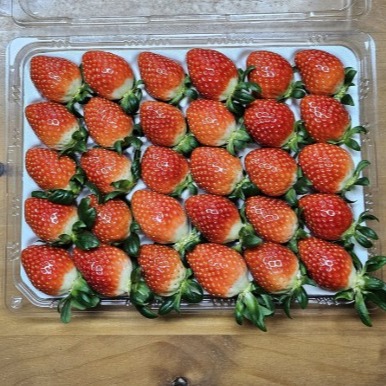 [13딸기농장] 프리미엄 고당도 설향 딸기