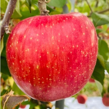 [득임농원] 밀양 얼금골사과