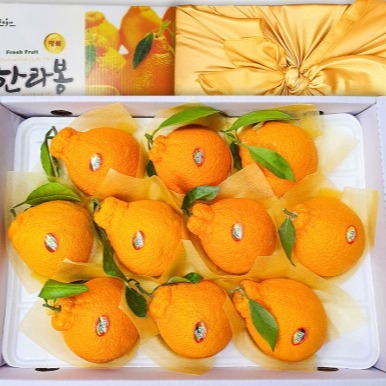 [올팜스제주] 제주 고당도 한라봉 선물세트