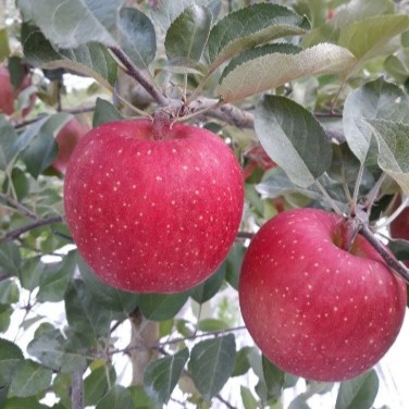 [스피노자농원] 새콤달콤 부사