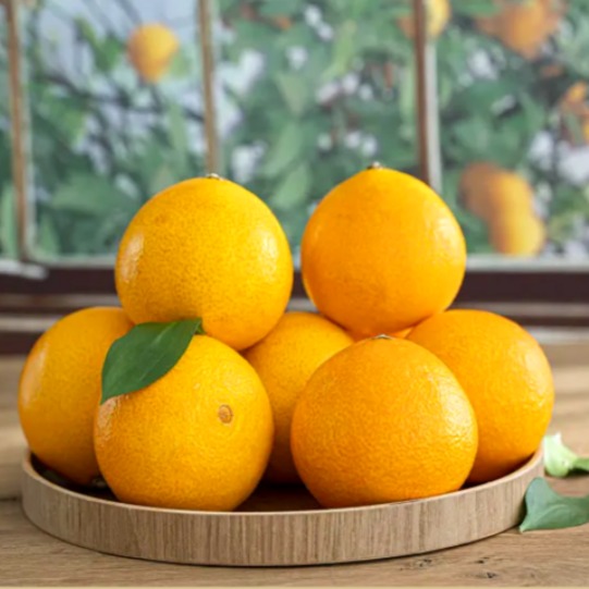 [아인스비즈엔] 프리미엄 제주 황금향