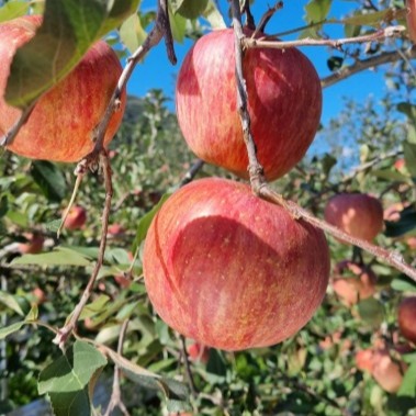 [득이농원] 부사사과