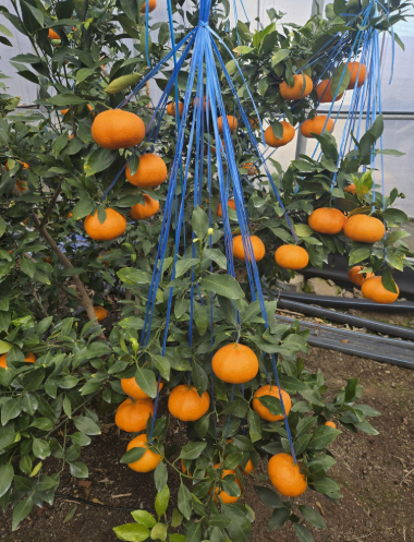 [도랑조코농장] 레드향