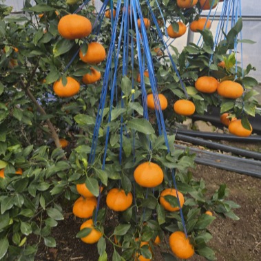 [도랑조코농장] 레드향