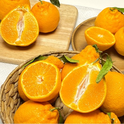 [팜니스] 제주 산지직송 고당도 한라봉