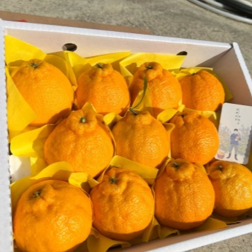 [달봉 농장] 황금봉 할라봉