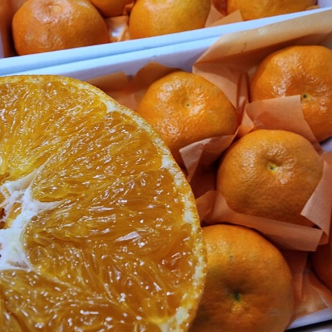 [제주대풍농원] 레드향