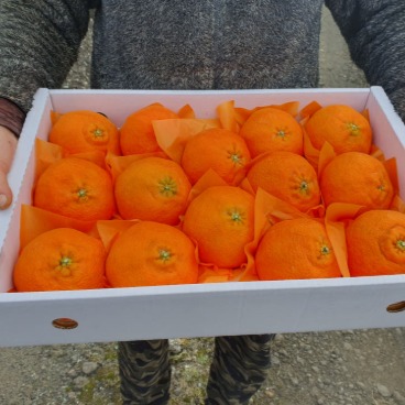 [창호네농장] 레드향 선물용