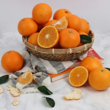 [제주품은간드락] 제주 황금향 