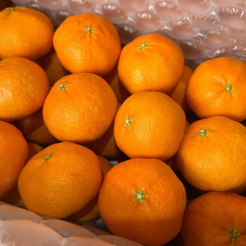 [별숲농장] 제주 레드향