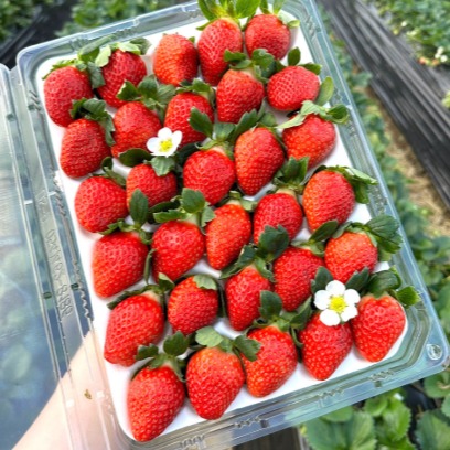 [조에팜] 산지직송 고당도 설향 생딸기