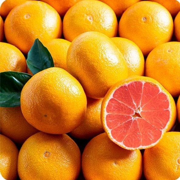 [준이] 카라카라오렌지