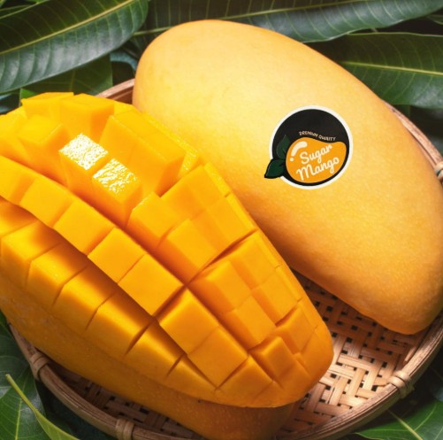 [후르츠스타] 골드망고