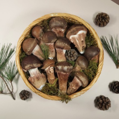 [참송이농장] 참송이버섯 프리미엄 선물세트