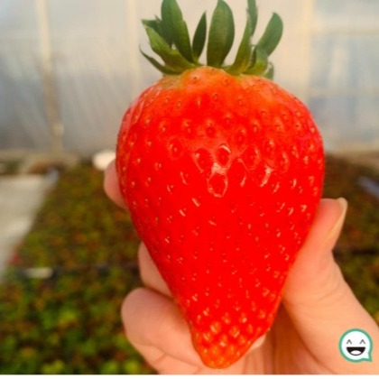 [지봉봉 스토어] 만년설 고당도 생딸기