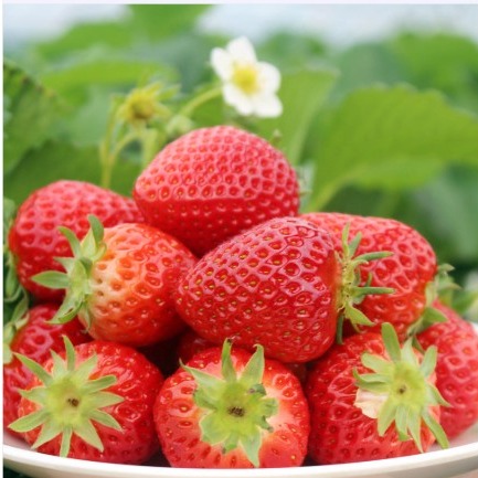 [해든농원] 당일수확 산지직송 해든농원 국내산 설향딸기