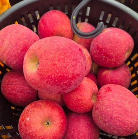 [오늘맺은열매] 고당도 꿀 사과 선물세트