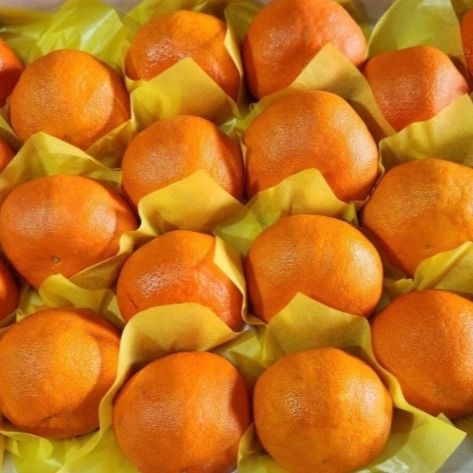 [꿈나귤농장] 레드향 선물