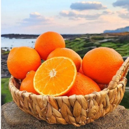 [싱싱냉장고] 제주 고당도 레드향 