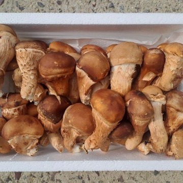 [서로서로농장] 국내산 참송이버섯 선물세트