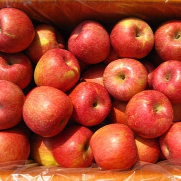 [얼음골신씨농장] 밀양 얼음골사과 