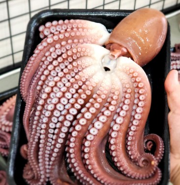 [바다간식] 삼척 피문어