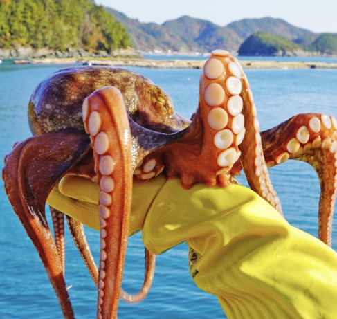 [수산어보] 통영 자연산 문어