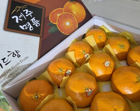 [미식정원] 제주 레드향