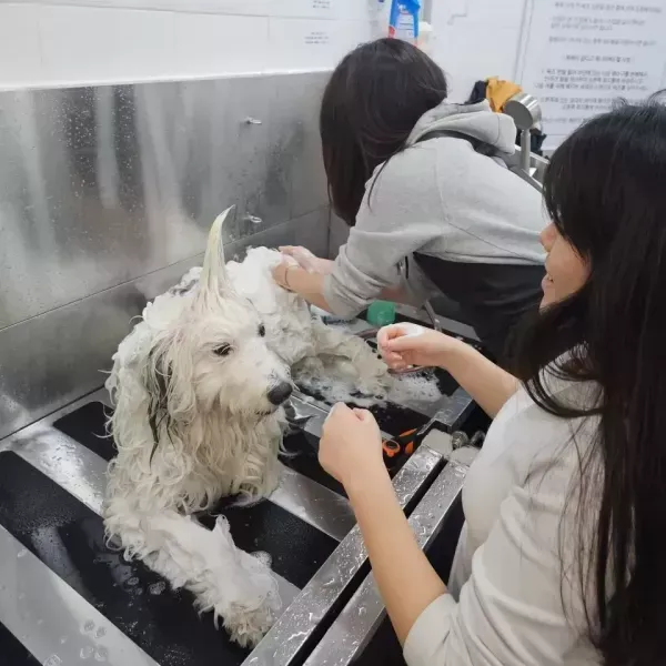 [경기 고양][페이백] 올도그베이싱중대형견셀프목욕실