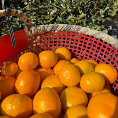 [영농일지] 조생귤