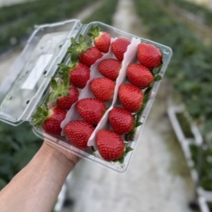 [가을농부 공식스토어] 딸기