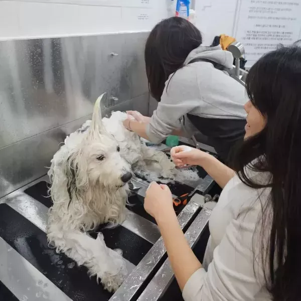 [경기 고양][페이백] 올도그베이싱중대형견셀프목욕실