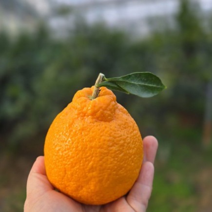 [제주 돌담농원] 써니트