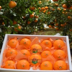 [제주수보름농장] 제주 천혜향 프리미엄 선물세트