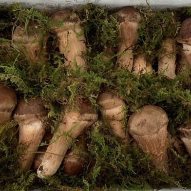 [수리아 버섯농장] 참송이버섯